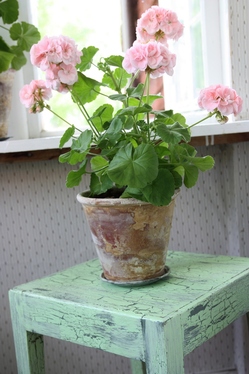 Pélargonium rose poudré dans le style Shabby Chic - Crédits @balconygardenweb