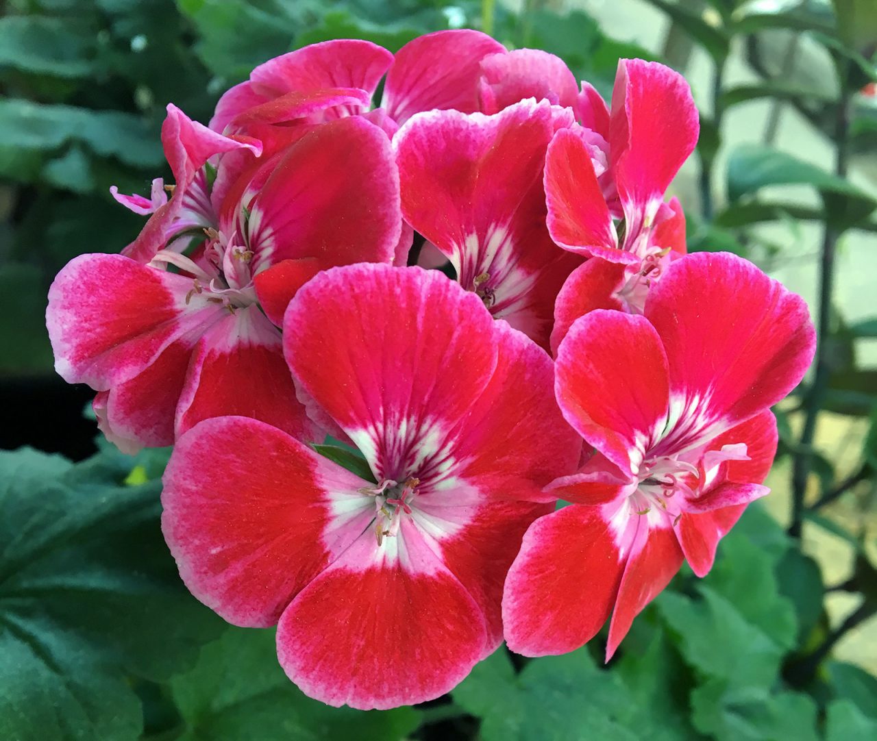 Pélargonium rose fuchsia