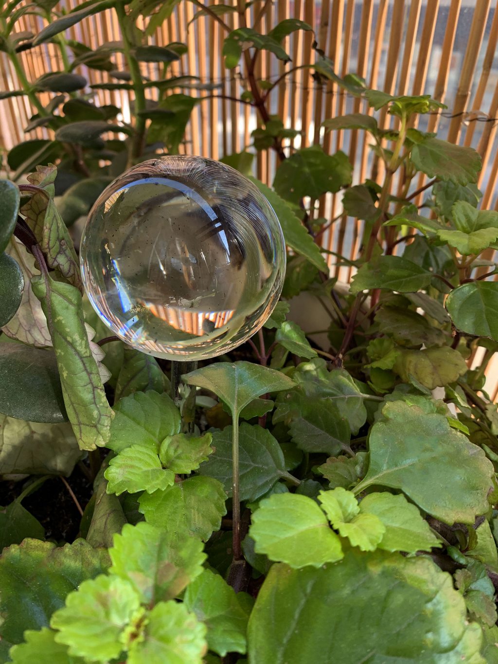 Globes d’irrigation ou bulles d’arrosage - La Revue Vertu