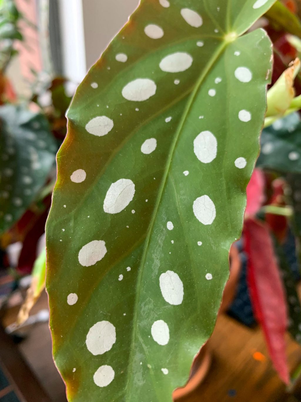 begonia maculata feuille detail - La Revue Vertu