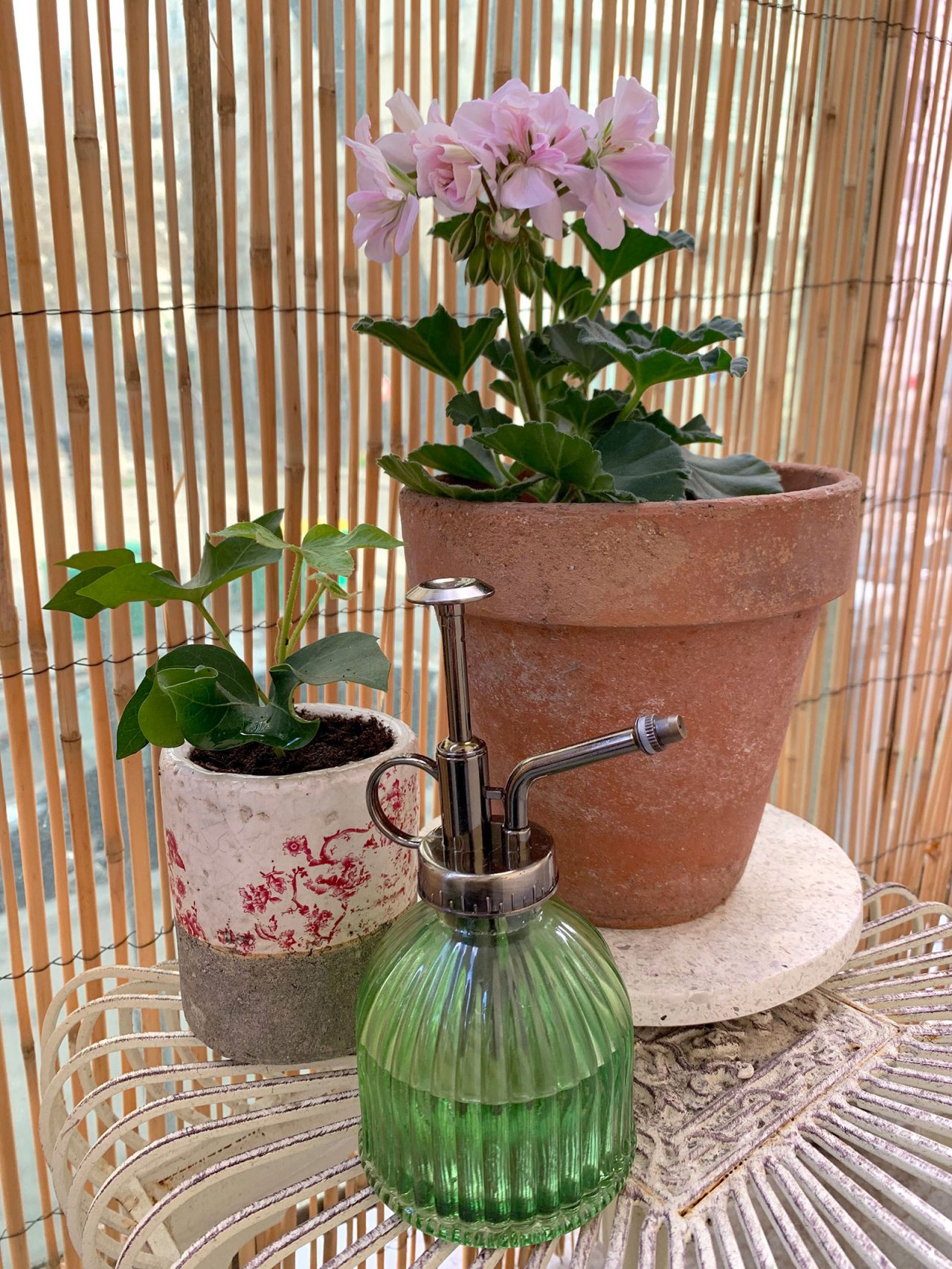 Pelargonium Géranium Shabby Chic La Revue Vertu