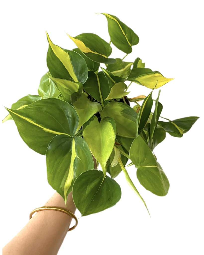 philodendron scandens brasil what the flower