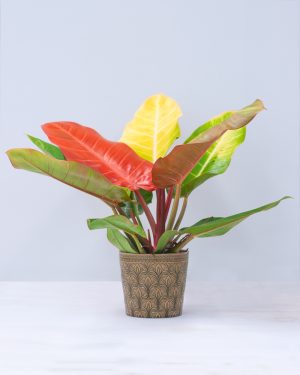 prince of orange philodendron plnts