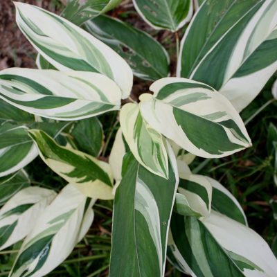 Maranta arundinacea variegata
