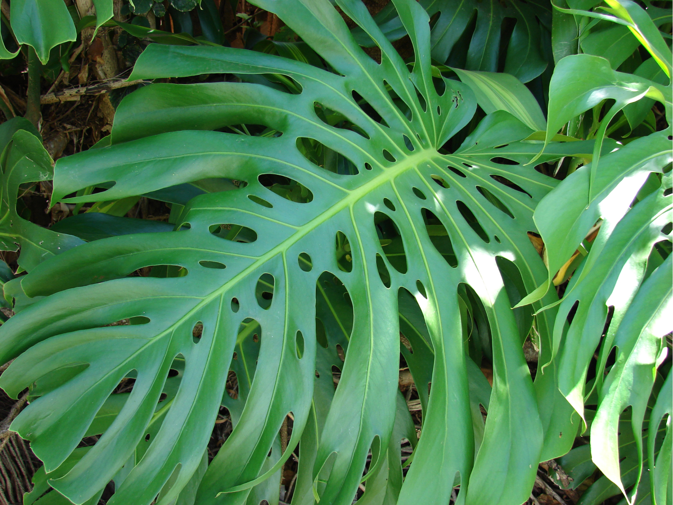 différences philodendron monstera