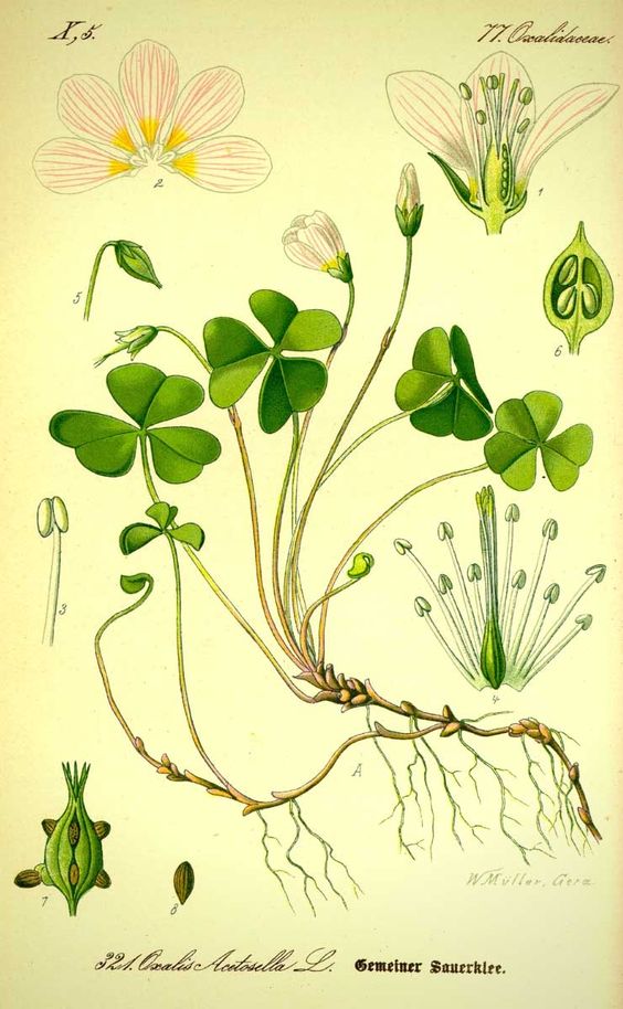 Oxalis deppei (Trèfle à 4 feuilles)