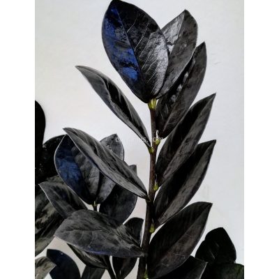 zamioculcas zamiifolia raven plantes à feuilles noires