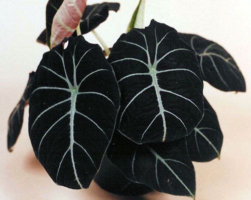 Alocasia Reginula 'Black Velvet' plantes à feuilles noires