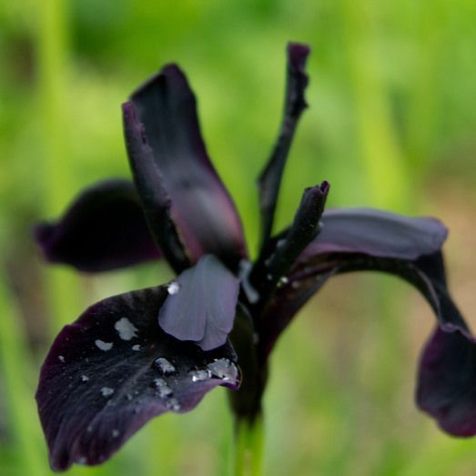 Iris Germanica 'Black Knight'