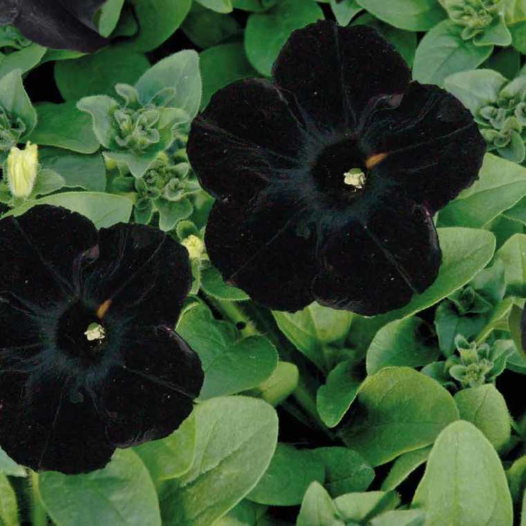 Pétunia 'Black Ray®' plante à fleurs noires