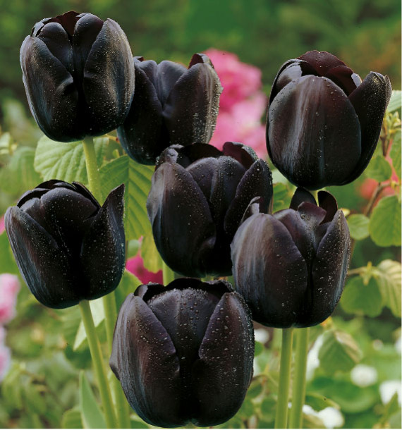 Tulipe 'Queen of Night' plante à fleurs noires