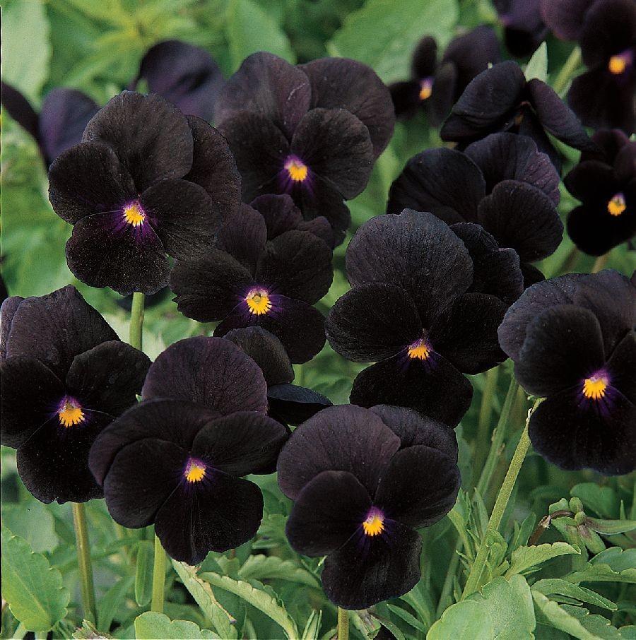 Viola ‘Sorbet Black Delight' plante à fleurs noires