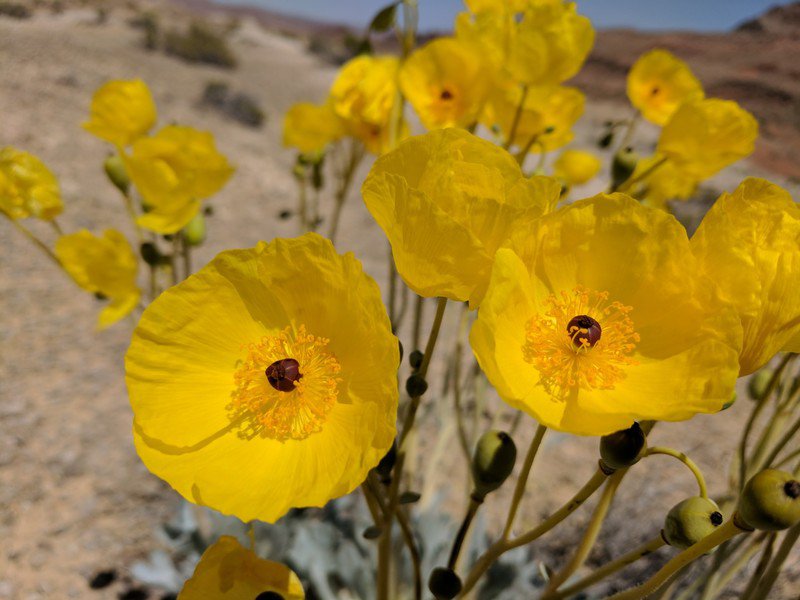 Le pavot doré de Californie désert superbloom golden poppy