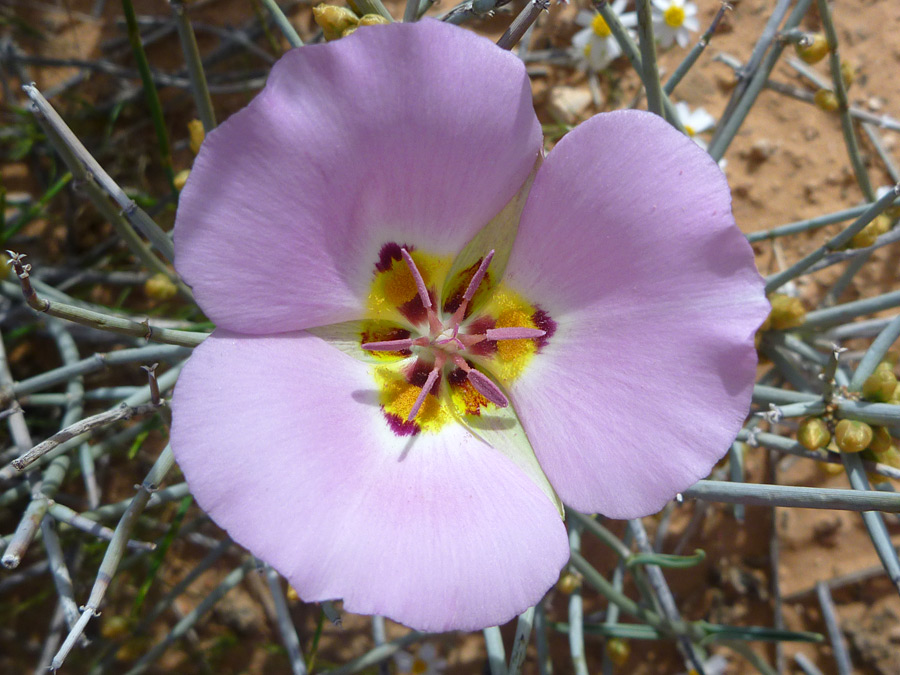 mariposa lily superbloom desert californie