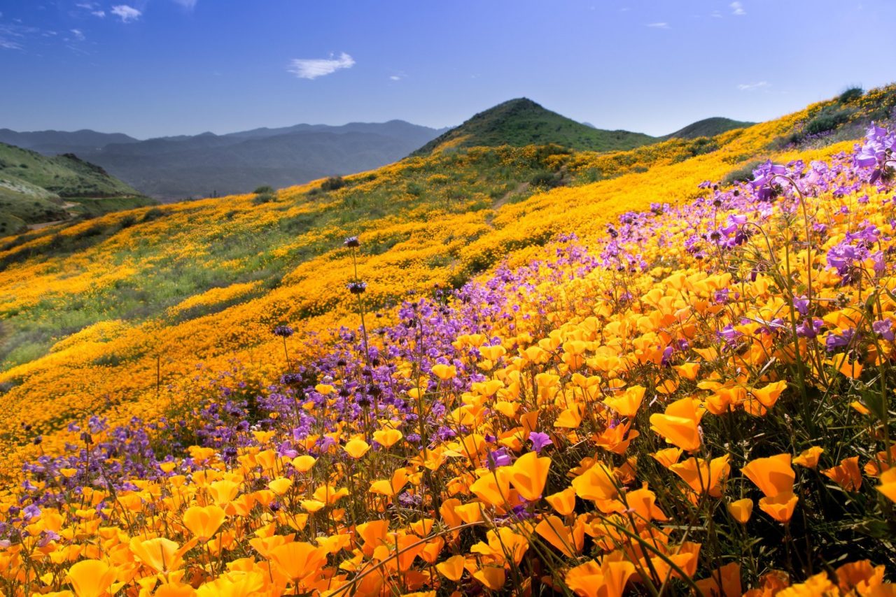 Wildflower Superbloom désert Californie